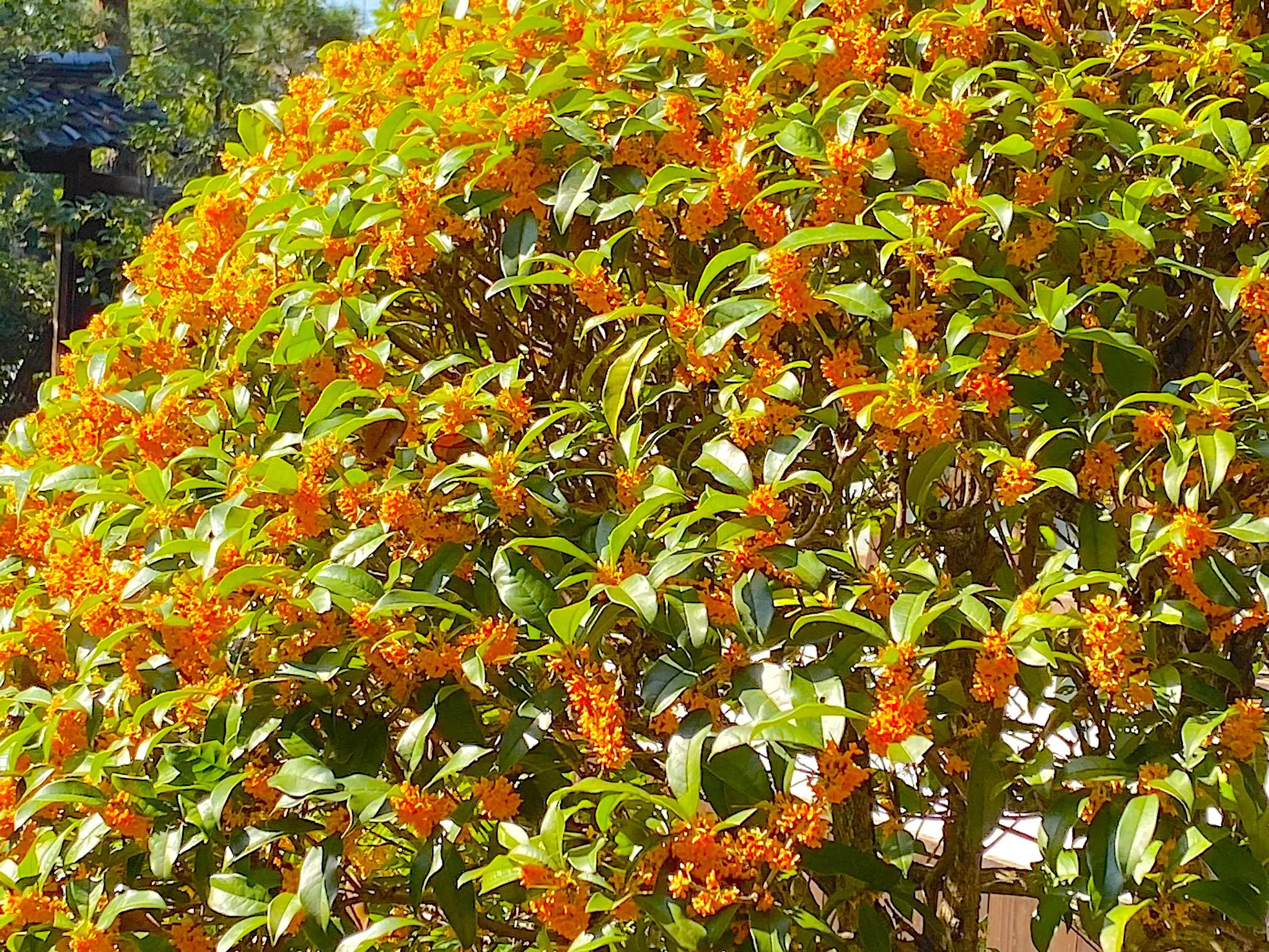 o2048153614839695924