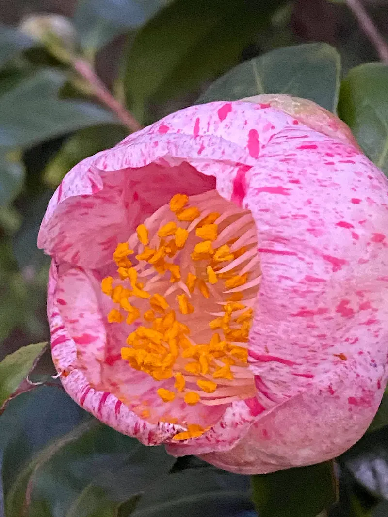 o3024403214894104782